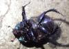 Anoplotrupes stercorosus